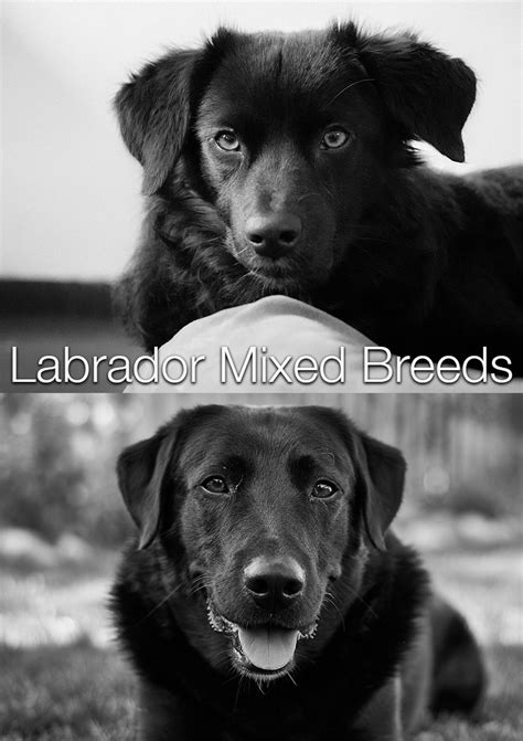 lab mix labrador cross breeds  labrador site