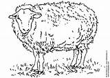 Sheep Coloring Large sketch template