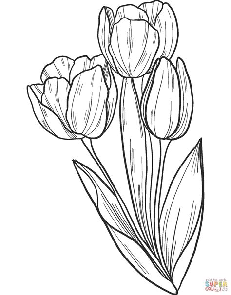 bouquet  tulips coloring page  printable coloring pages