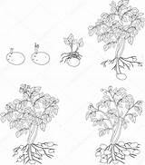 Tuberculos Growth sketch template