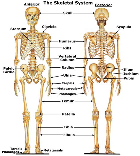 human organ systemskeletal system parts   skeletal system