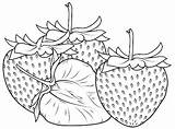 Strawberry Fania Coloring Fresh Sheet sketch template