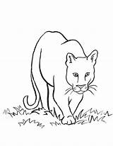 Coloring Mountain Lion Pages Popular sketch template