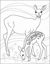 Deer Coloring Pages Dear Printable Drawing Animals Color 2601 Nicole Animal Wood Water Burned Signs Patterns Fawn Getdrawings Bucks sketch template