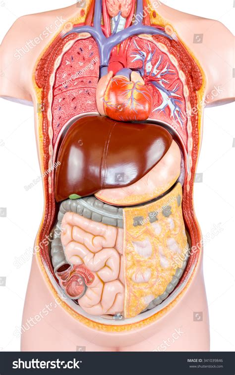 synthetic human torso model organs isolated stock photo