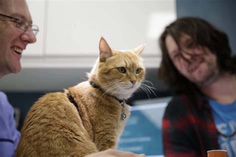 international cat care reaches  cat friendly clinics katzenworld