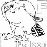 Falcon Animal sketch template