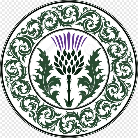 national symbols  scotland thistle lallybroch white leaf png pngegg