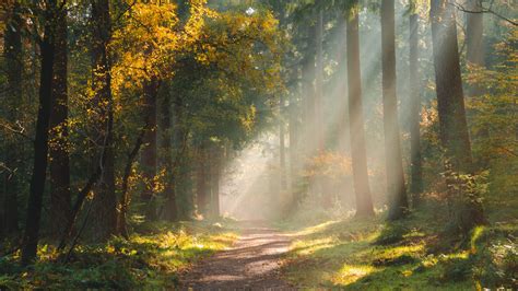 Download Wallpaper 1920x1080 Forest Path Sunlight Trees Full Hd