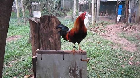 rooster crowing cock a doodle doo think again youtube
