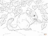 Chinchilla Coloring Pages Printable Tailed Long Supercoloring Print Crafts Chinchillas Drawing Animals sketch template