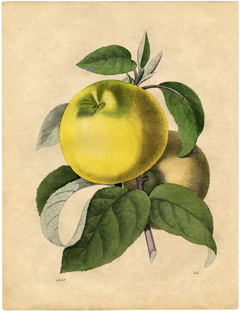 botanical art prints apples  graphics fairy