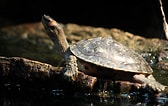 Afbeeldingsresultaten voor Indische dakschildpad. Grootte: 168 x 106. Bron: www.zoochat.com