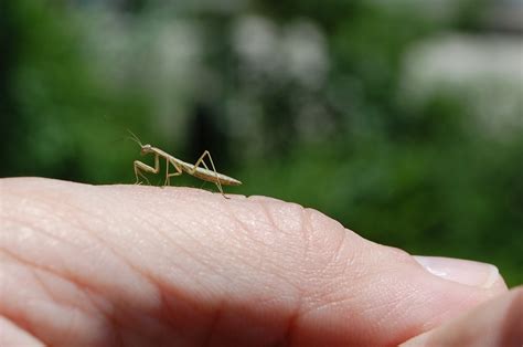 tiny praying mantis focusing  wildlife