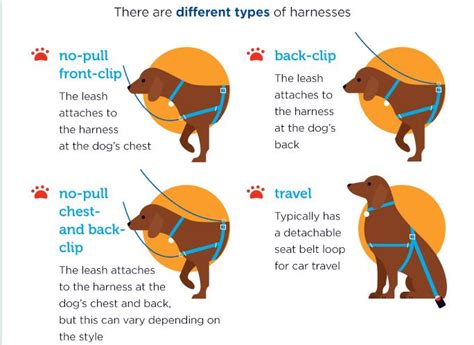 choosing     dog leash  harness dog harness dog advice dog infographic