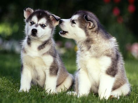 adorable husky puppies wallpaper high definition high quality