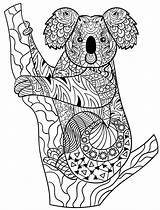 Coloring Pages Koala Wattle Golden Animal Adult Australian Animals Mandala Bear Aboriginal Zentangle Colouring Books Printable Just Much Do Know sketch template