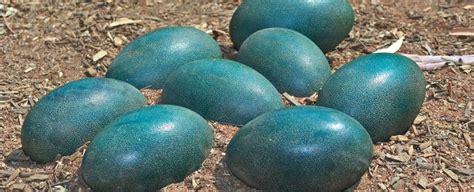 weve finally worked   bird eggs  egg shaped