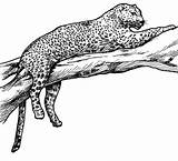 Leopards sketch template
