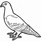 Pigeon Outlines Esboço Pássaro Aves Pombos Clipartmag Passaro Contorno Sparrow sketch template