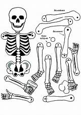 Pirate Skeleton Coloring Pages Printable Getcolorings Skull sketch template