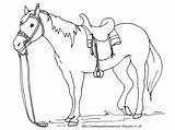 Mewarnai Kuda Mewarna Paud Tk Aneka Haiwan Horse Hitam Putih Binatang Kartun Menggambar Himpunan Zoo Terbesar Hewan Pelajaran Buah Buahan sketch template