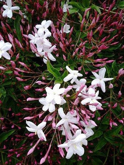 amazoncom  pink jasmine flower jasminum polyanthum  plant