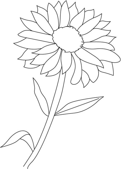 flowering plant coloring page   flowering plant coloring