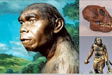 ciri ciri manusia purba pithecanthropus erectus okezone edukasi