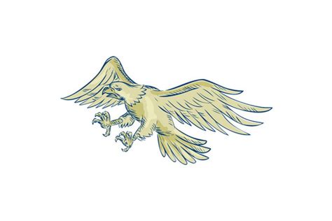 bald eagle flying drawing pre designed illustrator graphics