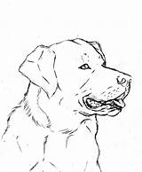 Labrador Lab Coloring Pages Retriever Dog Drawing Line Yellow Printable Deviantart Puppies Chocolate Color Getdrawings Getcolorings sketch template