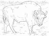 Bison Bufalo Coloringgames Printmania sketch template