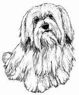 Coloring Tzu Pages Shih Havanese Dog Drawing Google Colouring Color Lhasa Apso Search Drawings Puppy Bichon Getcolorings Terrier Ca Portraits sketch template