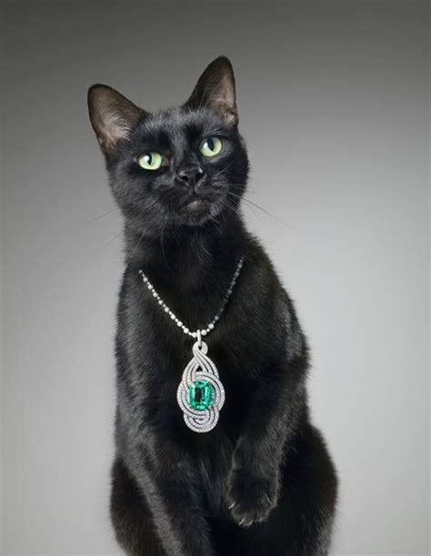 fancy black beauty cat emerald necklace animals  pets funny animals cute animals cat