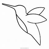 Beija Colibri Hummingbird Bec Colibrí Beak Coloringcity Webstockreview Pico Negro sketch template