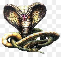 gambar ular cobra keren  gambar keren hd