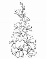 Hollyhock Bunch Rosea Alcea Hollyhocks Botanical Stem sketch template