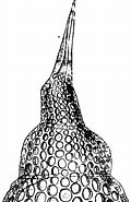 Afbeeldingsresultaten voor "dorataspis Choanopora". Grootte: 120 x 185. Bron: www.alamy.com