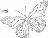 Butterfly Coloring Monarch Pages Printable Template Blank Outline Realistic Cycle Life Drawing Line Color Clipart Drawings Getdrawings Butterflies Cliparts Library sketch template