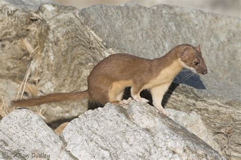long tailed weasel  disguise feathered photography