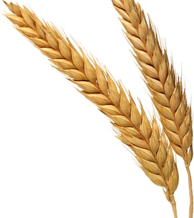 wheat png