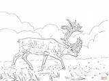 Caribou Coloring Pages Woodland Migratory Printable Color Designlooter Drawing Colorings Compatible Ipad Android Version Click Skip Main sketch template