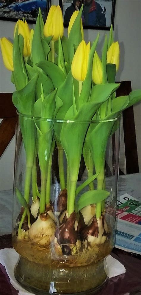 Growing Tulips Bulbs Indoors In Water During Winter All It Needs It