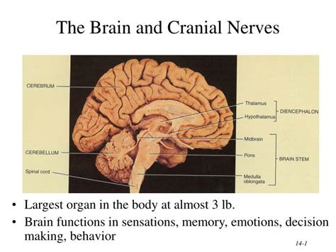 ppt the brain and cranial nerves powerpoint presentation