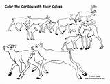 Caribou Coloring Calves Their Sponsors Wonderful Support Please sketch template