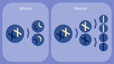 mitose und meiose im vergleich unterschied vergleich mit video