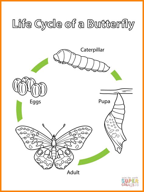 life cycle   butterfly drawing  getdrawings