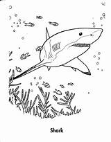 Shark Coloring Thresher Getcolorings Sheet sketch template