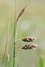 Image result for Carex_limosa. Size: 150 x 225. Source: www.preservons-la-nature.fr
