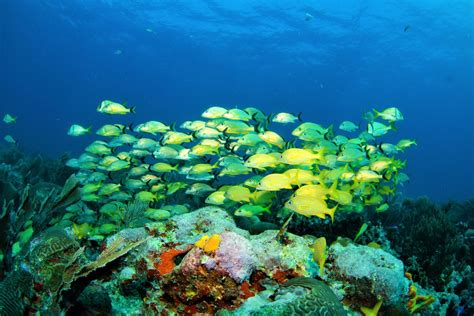 Scuba Diving Montego Bay Jamaica Scubacaribe